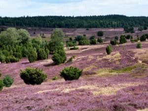 Lüneburger Heide - optimale Reisezeit vom 8. August bis zum 9. September