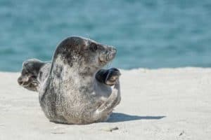 Kegelrobbe an der Nordsee vor Helgoland