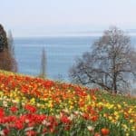 Die Binneninsel Mainau