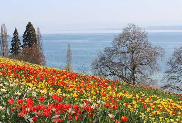 Die Binneninsel Mainau