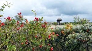 Sanddorn und Hagebutten auf der Insel Hiddensee