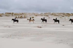 Reiten auf der Insel Spiekeroog