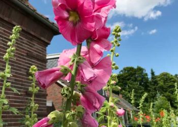Nessmersiel-Ort-Blumen-T-DR