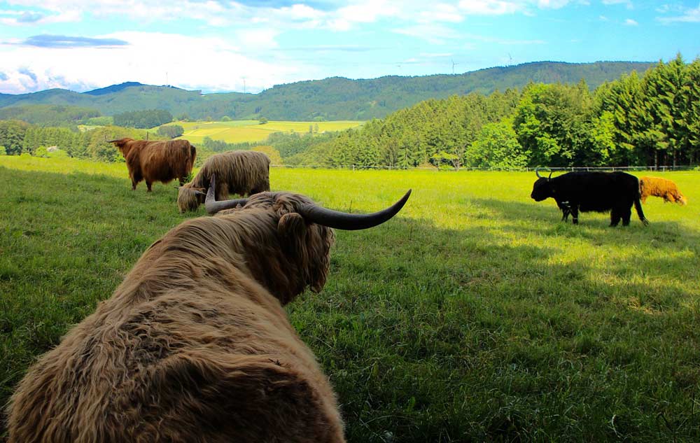 Hochlandrinder im Schwarzwald