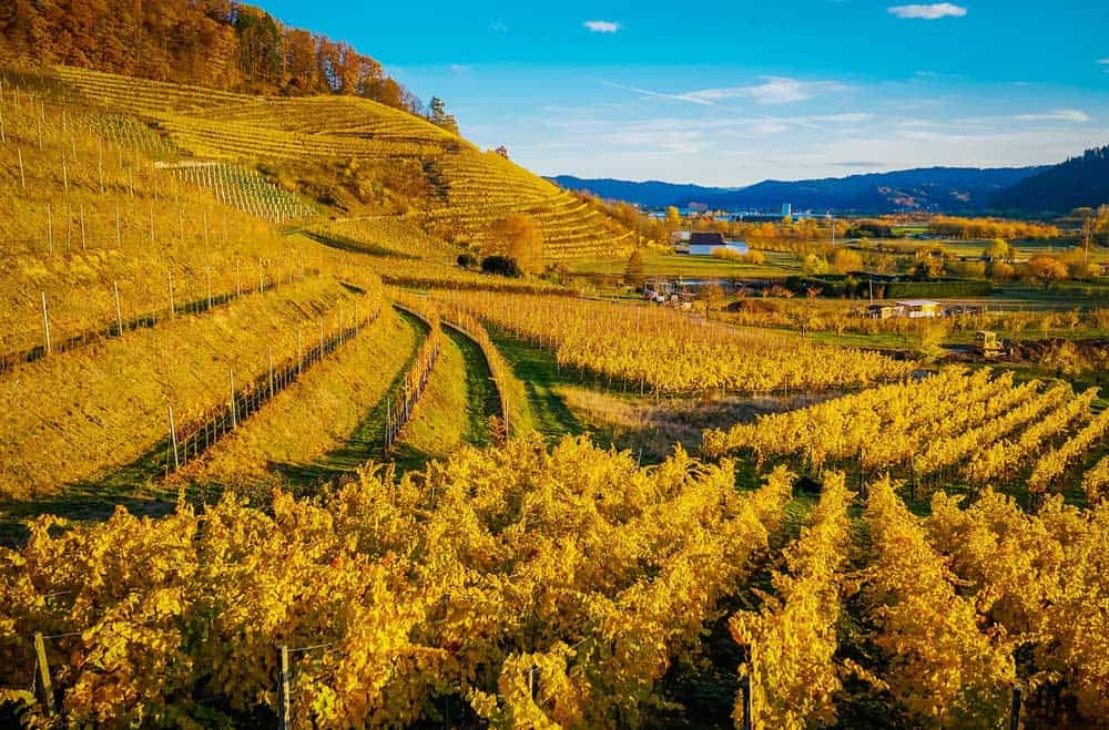 Weinberge umgeben Offenburg