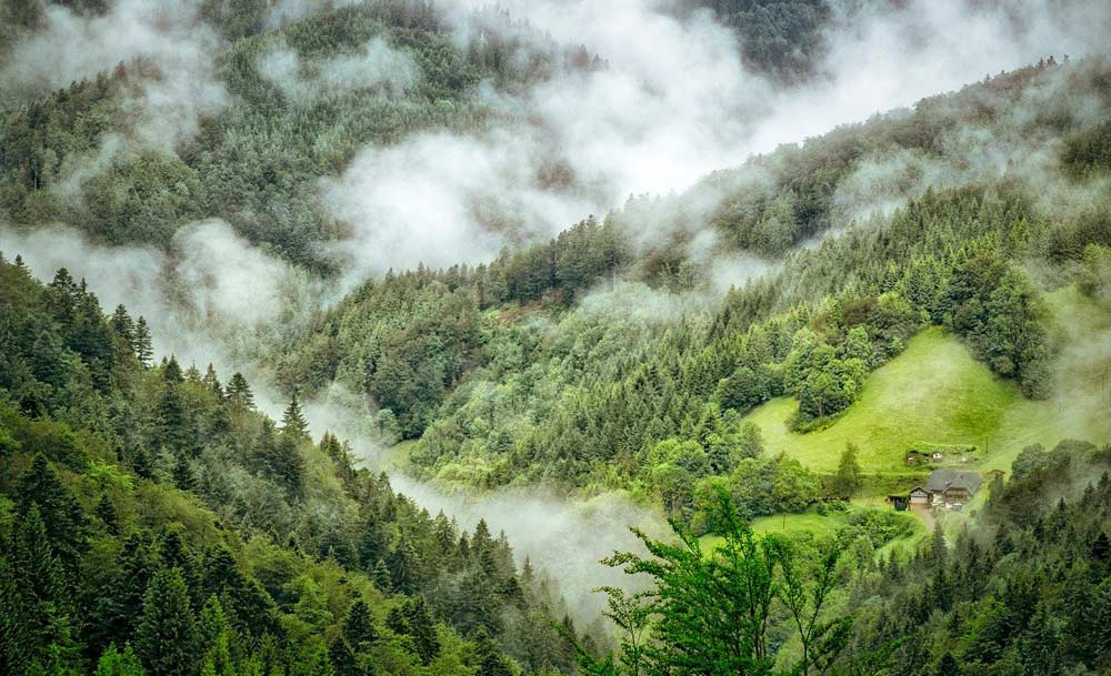 Der Schwarzwald im Nebel