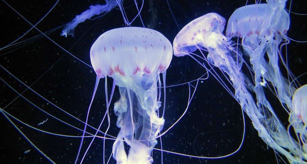 Ozeaneum Stralsund