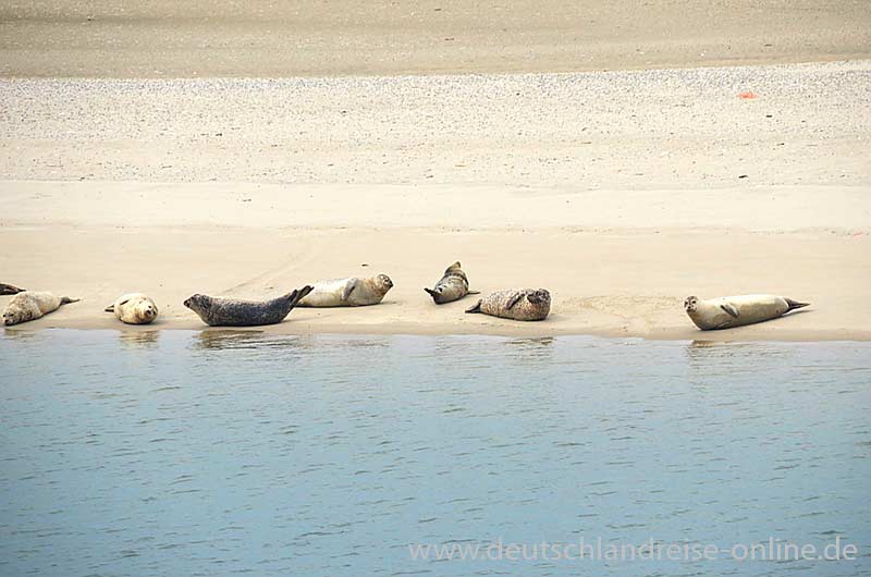 Auf der Überfahrt können die Seehunde auf den Seehundbänken beobachtet werden