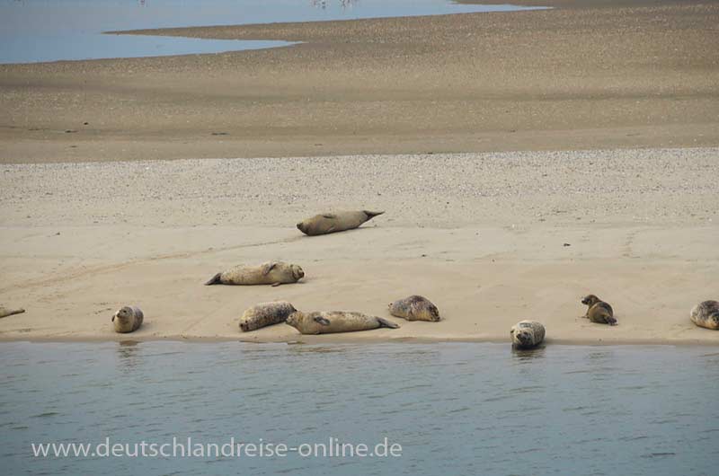 Die Seehundbänke von der Fähre aus gesehen