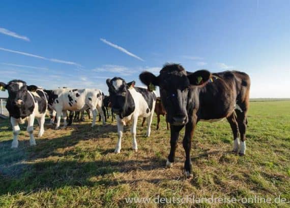Kühe prägen die Landschaft in Ostfriesland - hier Nessmersiel