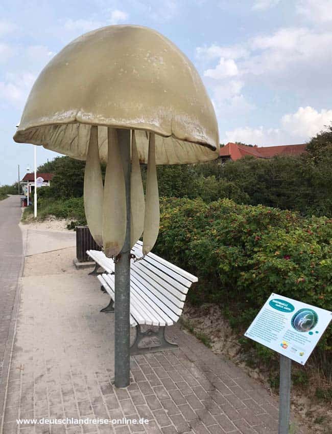 Naturlehrpfad mit Qualle in Graal Müritz