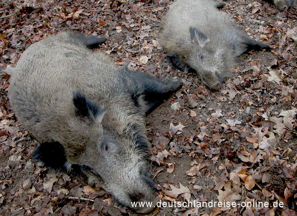Der Wildpark Uhlenkolk in Mölln